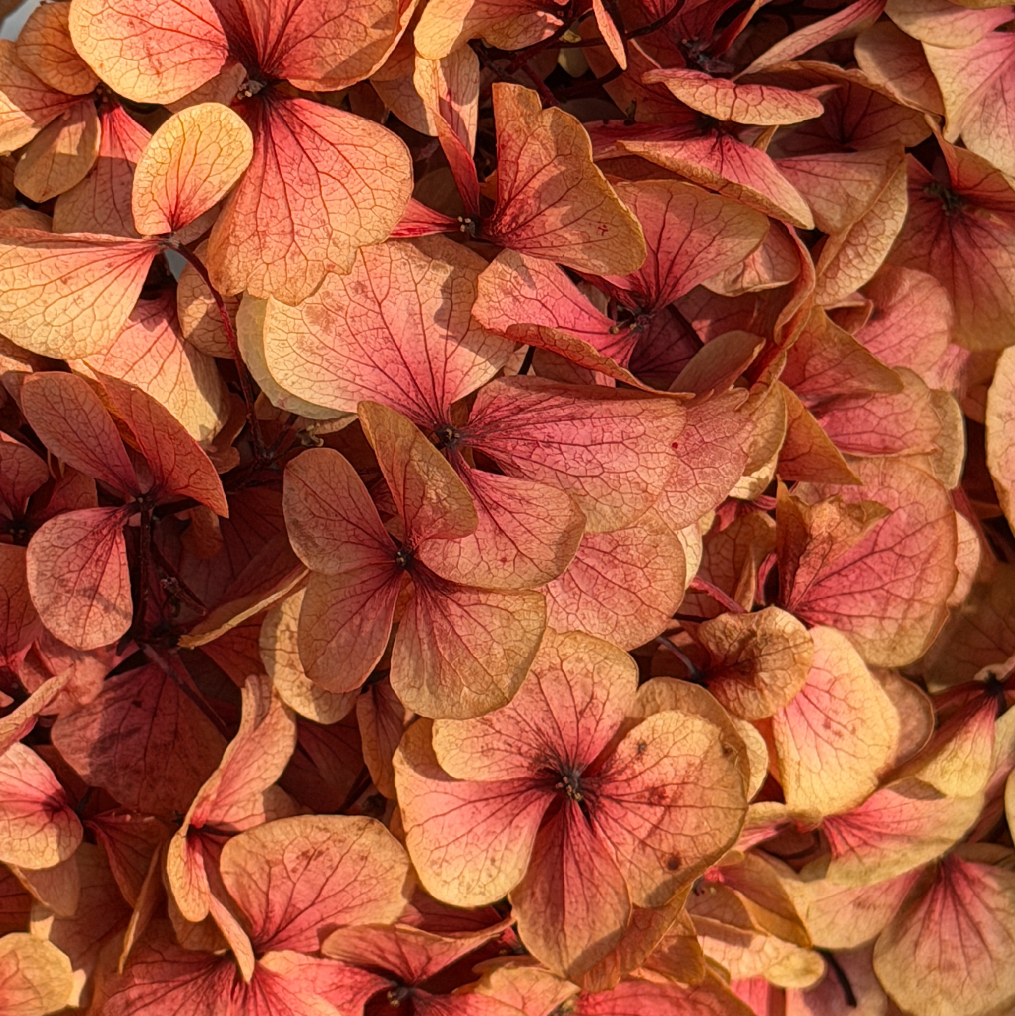 Foliage Collection